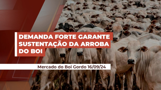 Mesmo com alta de 5% da arroba em setembro, demanda forte mantém margens positivas e bons volumes negociados nos frigoríficos