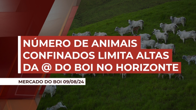 Apesar de altas no preço da arroba do boi no horizonte, aumentos explosivos não devem acontecer devido ao volume de animais confinados