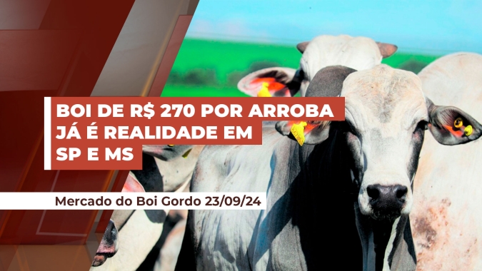 Preços da arroba tem potencial para subir ao longo dessa semana, com escalas curtas e sem evolução
