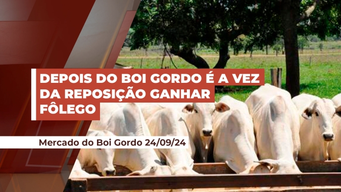 Reposição engata trajetória de alta com boi magro de R$270 por arroba em MG e bezerro de R$ 300 por arroba em MS, PR e SP