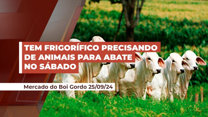 Escalas curtas mantém arroba do boi em alta em plena segunda quinzena do mês; tem frigorífico precisando de animais para essa semana