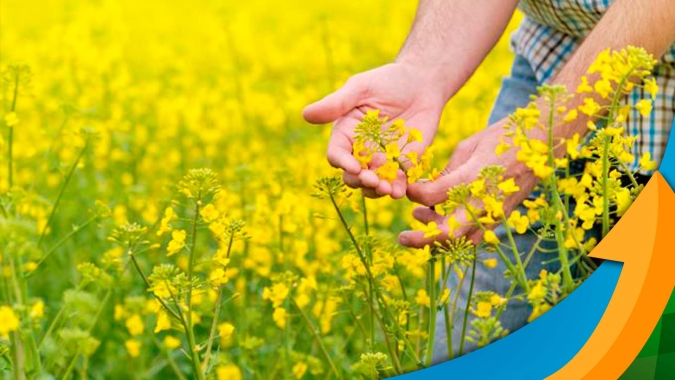 Colheita da canola entra na reta final e produtividade será maior do que a de anos anteriores