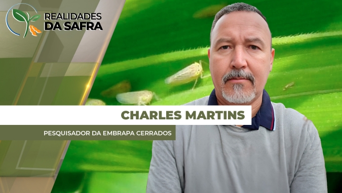 Cigarrinha-do-Milho: Produtor deve evitar usar os mesmos inseticidas para evitar resistências e estar atento aos materiais resistentes ao enfezamento