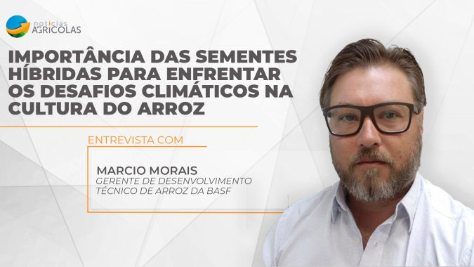 Importância das sementes híbridas para enfrentar os desafios climáticos na cultura do arroz