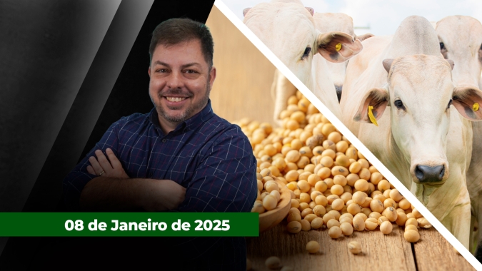 Cotações do boi reagem com oferta curta e escalas apertadas enquanto  soja e café recuam