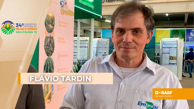 Sorgo está deixando de ser alternativa e virando cultura principal
