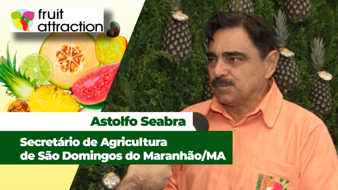 Abacaxi gera 60% de toda a renda de São Domingos do Maranhão/MA