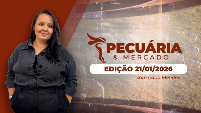 Na B3, futuros do boi acumulam terceira sessão consecutiva de altas nesta 4ª feira (21); atenção às exportações