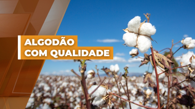 Produção de algodão no Oeste da Bahia supera expectativas depois de período seco no desenvolvimento das lavouras