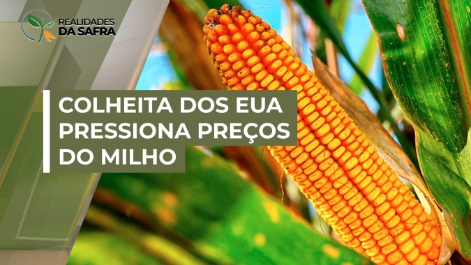 Avanço da colheita nos EUA deve trazer pressão adicional aos preços do milho também no Brasil