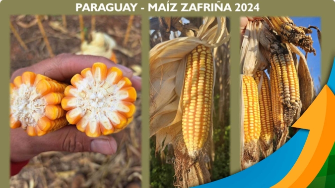 Colheita do milho entra na reta final no Paraguai com expectativa de produção menor do que a esperada