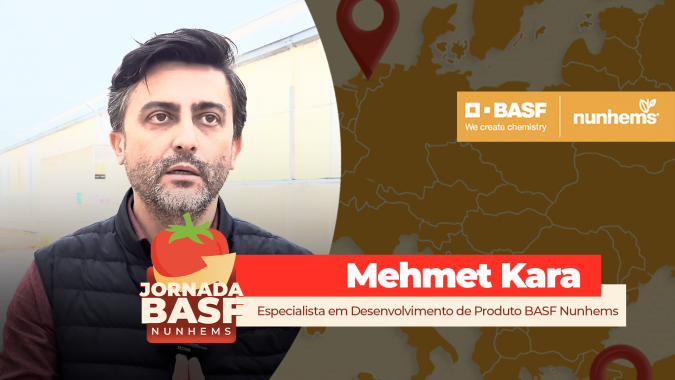 Produção de sementes de tomate na Turquia