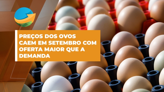 Mercado de ovos têm queda nos preços com oferta se sobrepondo à demanda neste mês de setembro
