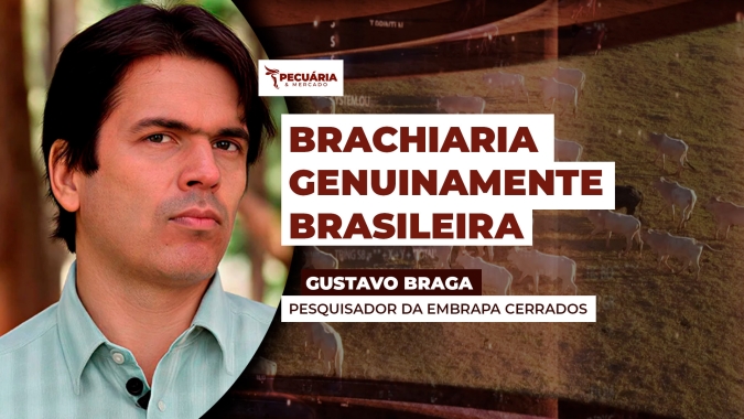 Conheça a BRS Carinás, a primeira cultivar brasileira de Brachiaria decumbens da Embrapa