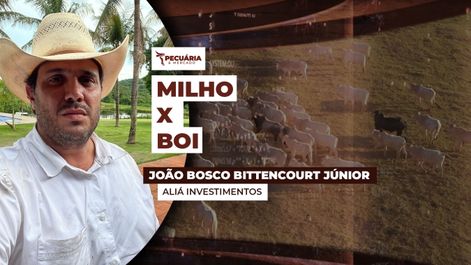 Relação de troca Milho X  Boi está bastante favorável para pecuarista e cereal segue como importante insumo da dieta