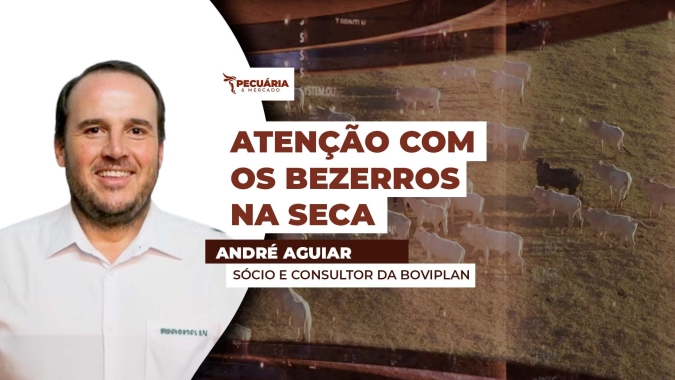 Custo da reposição avança e para diluir custo é preciso manter a bezerrada ganhando peso na entressafra