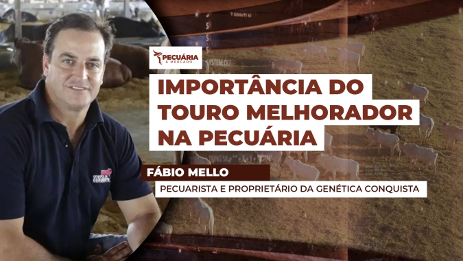 Importância do touro melhorador na pecuária brasileira para reduzir defasagem genética com outros países