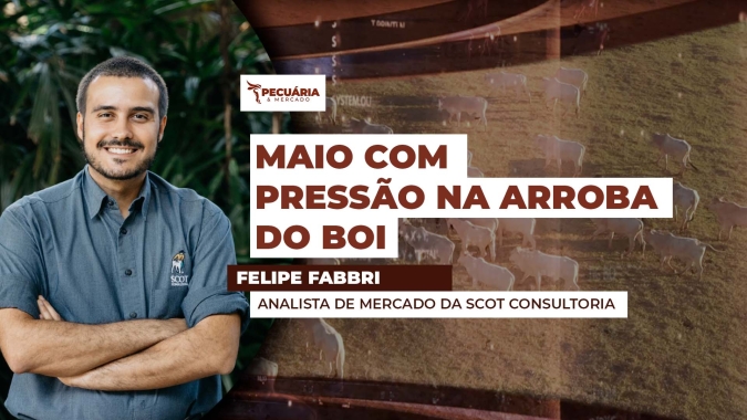 Oferta de animais em maio deve deixar mercado do boi frouxo; demanda pode ajudar
