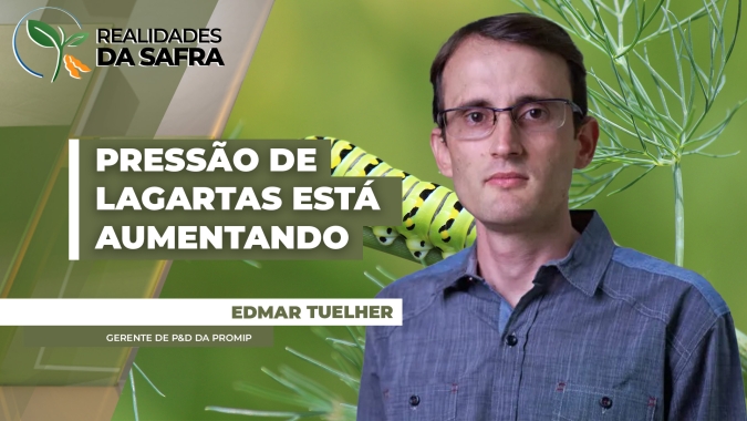 Pressão de lagartas está aumentando em milho, soja e algodão