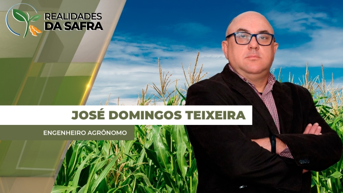 Mais de 30% do milho ficou fora da janela ideal de plantio em Primavera do Leste/MT