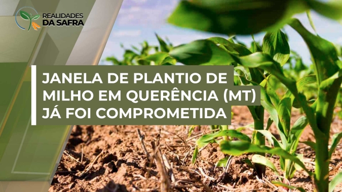 Atraso no plantio de soja em Querência (MT) já compromete janela para o milho safrinha em 2025