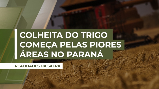 Colheita do trigo começa pelas piores áreas no Paraná