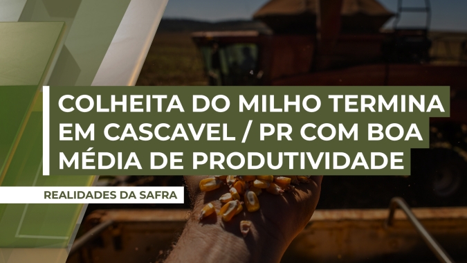 Colheita do milho safrinha termina em Cascavel (PR) com boa média de produtividade, aponta vice-presidente do Sindicato Rural