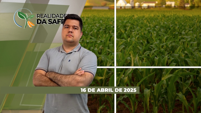 Segunda safra de milho já tem perdas esperadas no Paraná e em Cruzália/SP