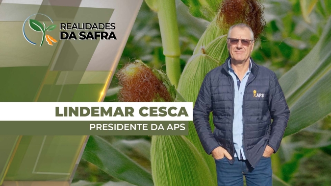 Chuvas no Paraguai aliviam estresse hídrico no milho, mas em alguns pontos, deve haver perdas