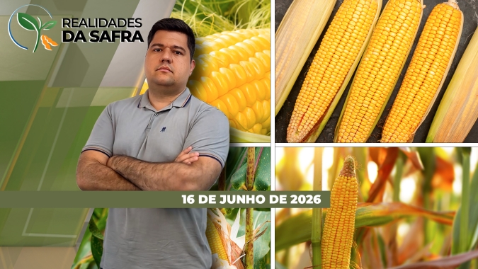 Colheita do milho avança com expectativa de recorde de produção no Mato Grosso