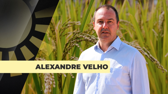 Semeadura do arroz no RS chega a pouco mais de 50% das áreas