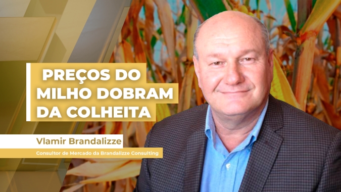 Preços do milho dobraram com relação aos da colheita, mas começam a entrar em recuos de final de ano