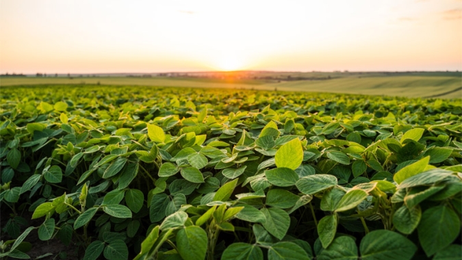 Rainbow consolida presença global no agronegócio com portfólio robusto e focado na alta performance de soja, milho, cana e algodão
