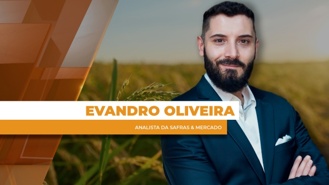 Setor arrozeiro no Brasil segue com necessidade de um escoamento eficiente para outros mercados