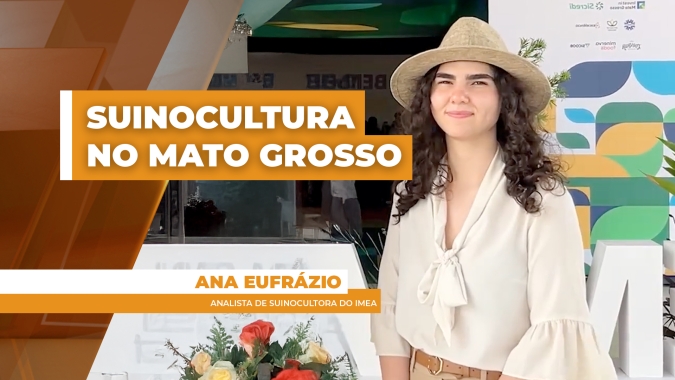 Custo de produção da suinocultura recua no 3º Trimestre de 2025, aponta IMEA