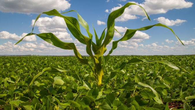 Agrodefesa alerta os agricultores goianos sobre a importância da destruição do milho tiguera