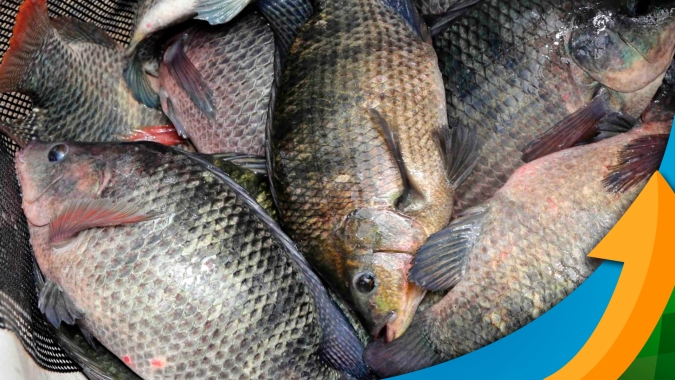 Minas Gerais importa tilápia pela primeira vez mesmo com crescimento da produção