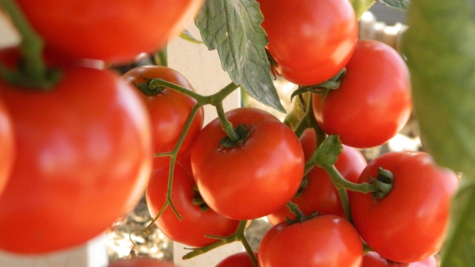 Tomate/Cepea: Safra de inverno se intensifica, e preços caem nos principais atacados