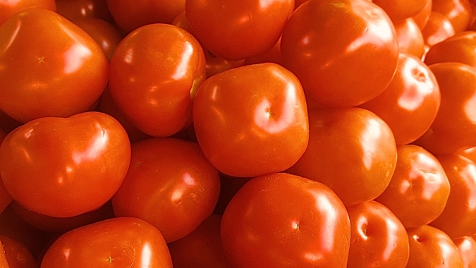 Preço médio do tomate Carmem cai 62% em um mês no atacado da CEAGESP