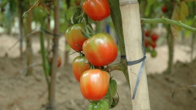 Sistema da Epagri para produção de tomates orgânicos ganha Prêmio Expressão de Ecologia