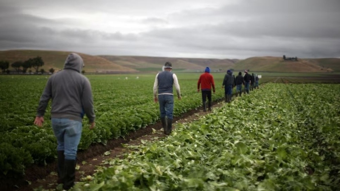 Trabalhadores rurais imigrantes dos EUA se preparam para o plano de deportação em massa de Trump