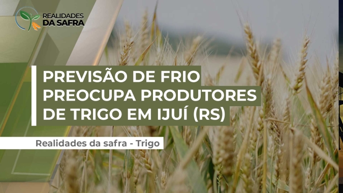 Previsão de frio em meados de setembro preocupa produtores de trigo em Ijuí (RS)