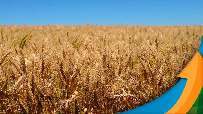 Lavouras de trigo em Carazinho/RS começam a sofrer danos pela falta de chuvas