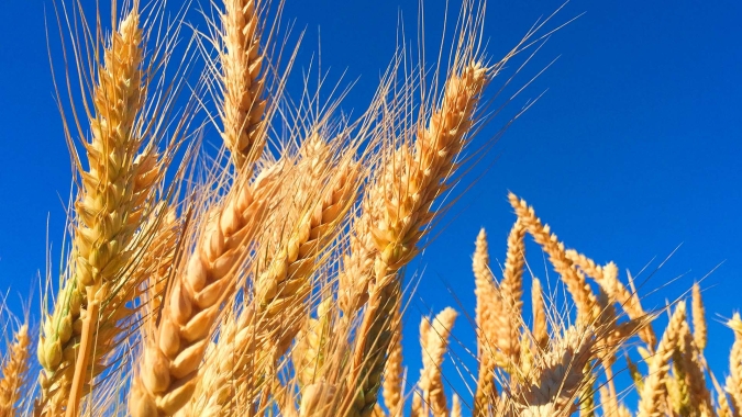 Trigo abre em alta e cenário na Argentina acende alerta para preços no Brasil