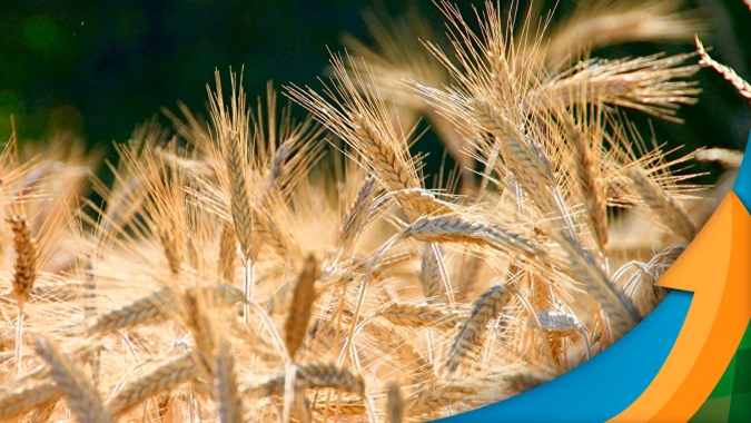 Santo Ângelo/RS plantou 25% a mais de trigo e espera boa produtividade