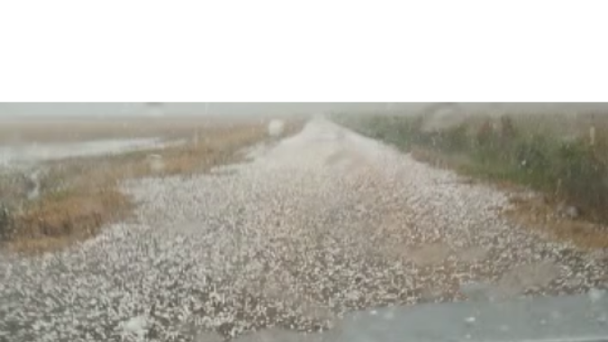 Trigo recém plantado em São Borja/RS escapou de danos após intensa chuva de granizo