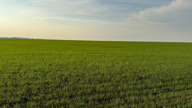 Nova safra de trigo do Brasil é marcada por irregularidades nos principais estados produtores; clima em foco