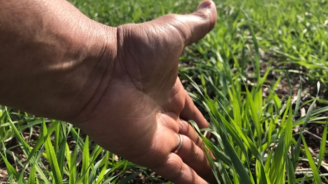 Cooperativas agropecuárias gaúchas esperam boas condições para culturas de inverno