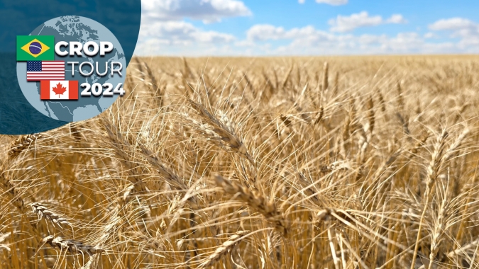Crop Tour: Grupo chega aos campos de colza e trigo do Canadá na província de Saskatchewan