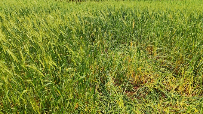 Trigo perde produtividade no Sul do Brasil e produtores veem dificuldade para cobrir custos